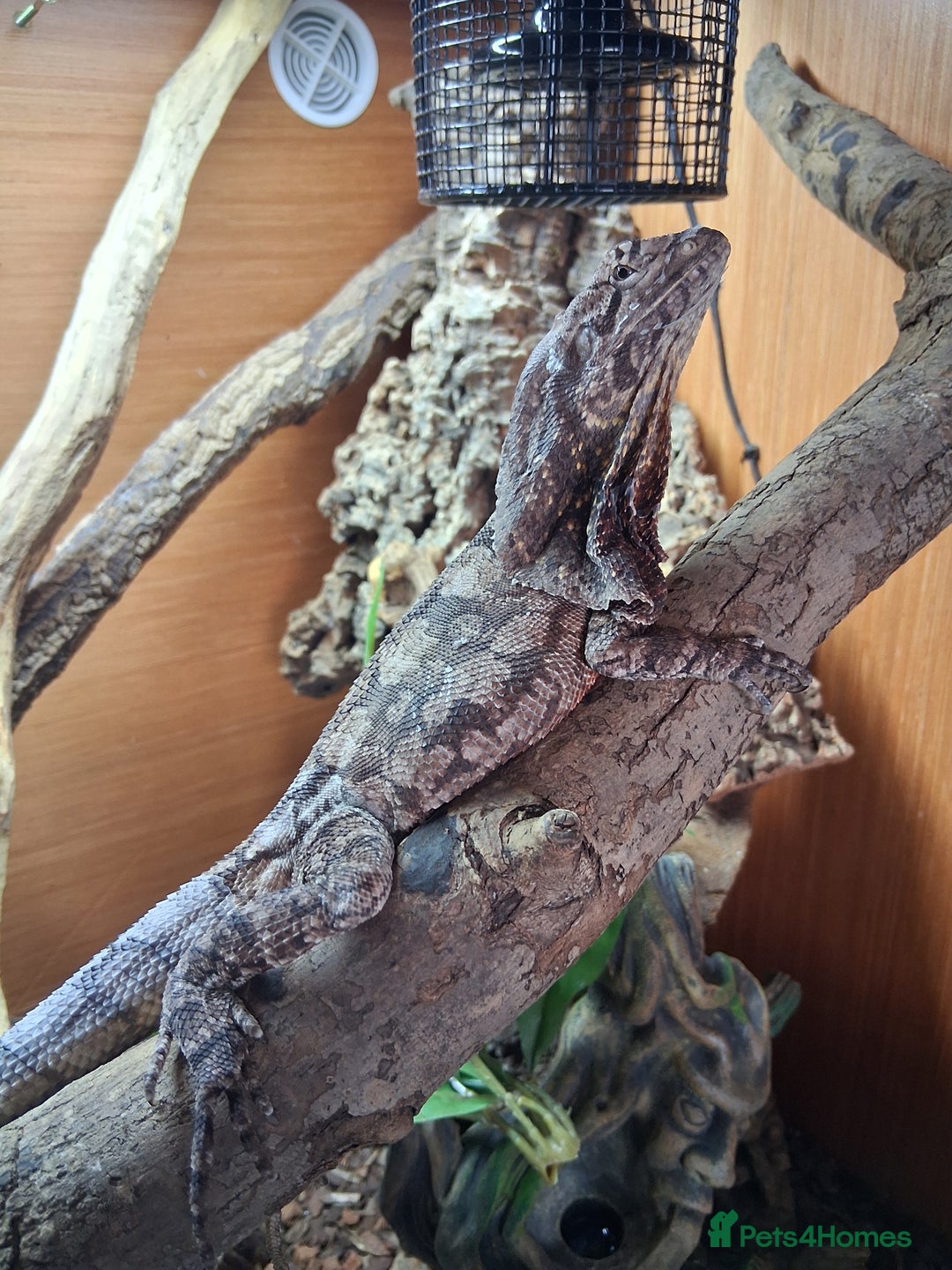 Dragon reptiles for sale: Frilled dragon and vivarium  - Image 3