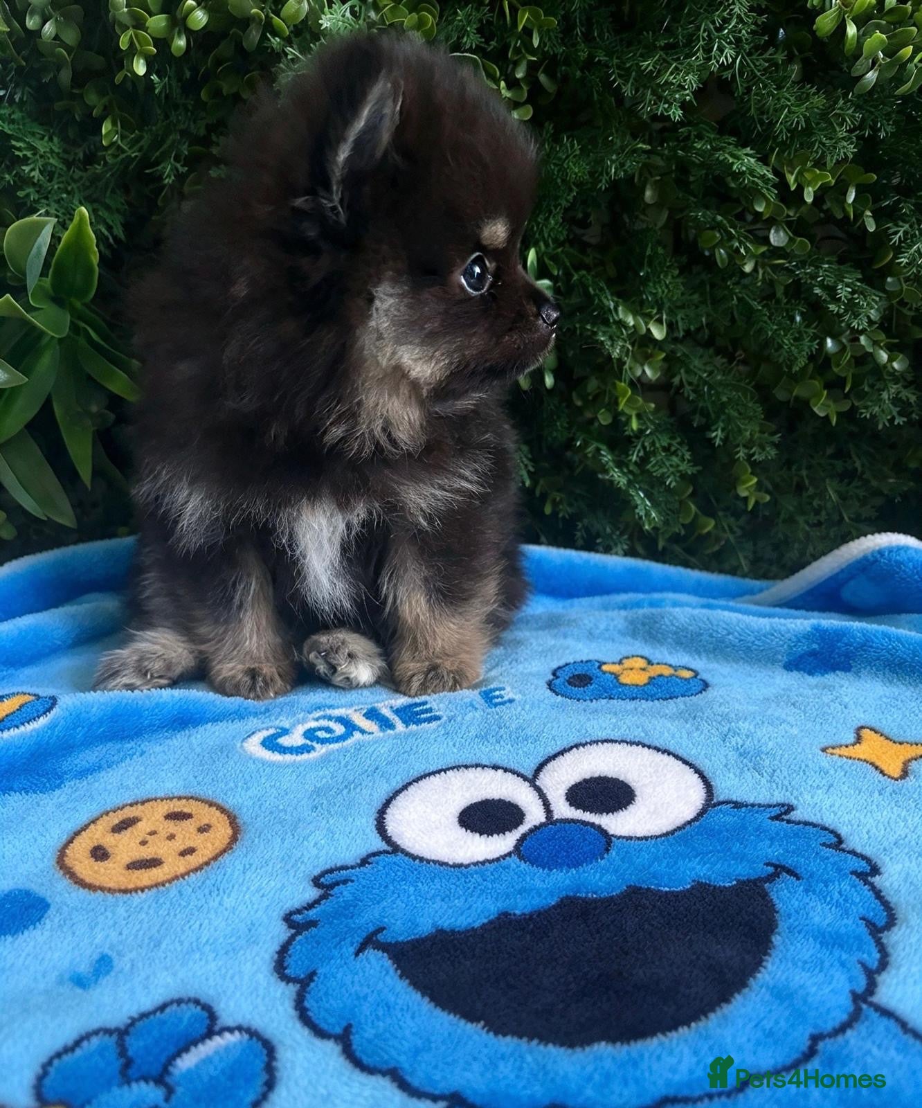 Pomeranian dogs 👀Ready ✨Four Mini Little Gems 💎🐾🐶✨💜🧡🩶🤎 - Advert 2