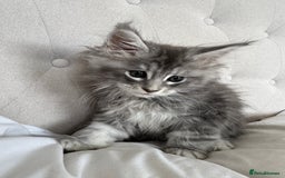 Maine Coon cats for sale: 4 big pure gorgeous Mainecoon boys  - Image 5