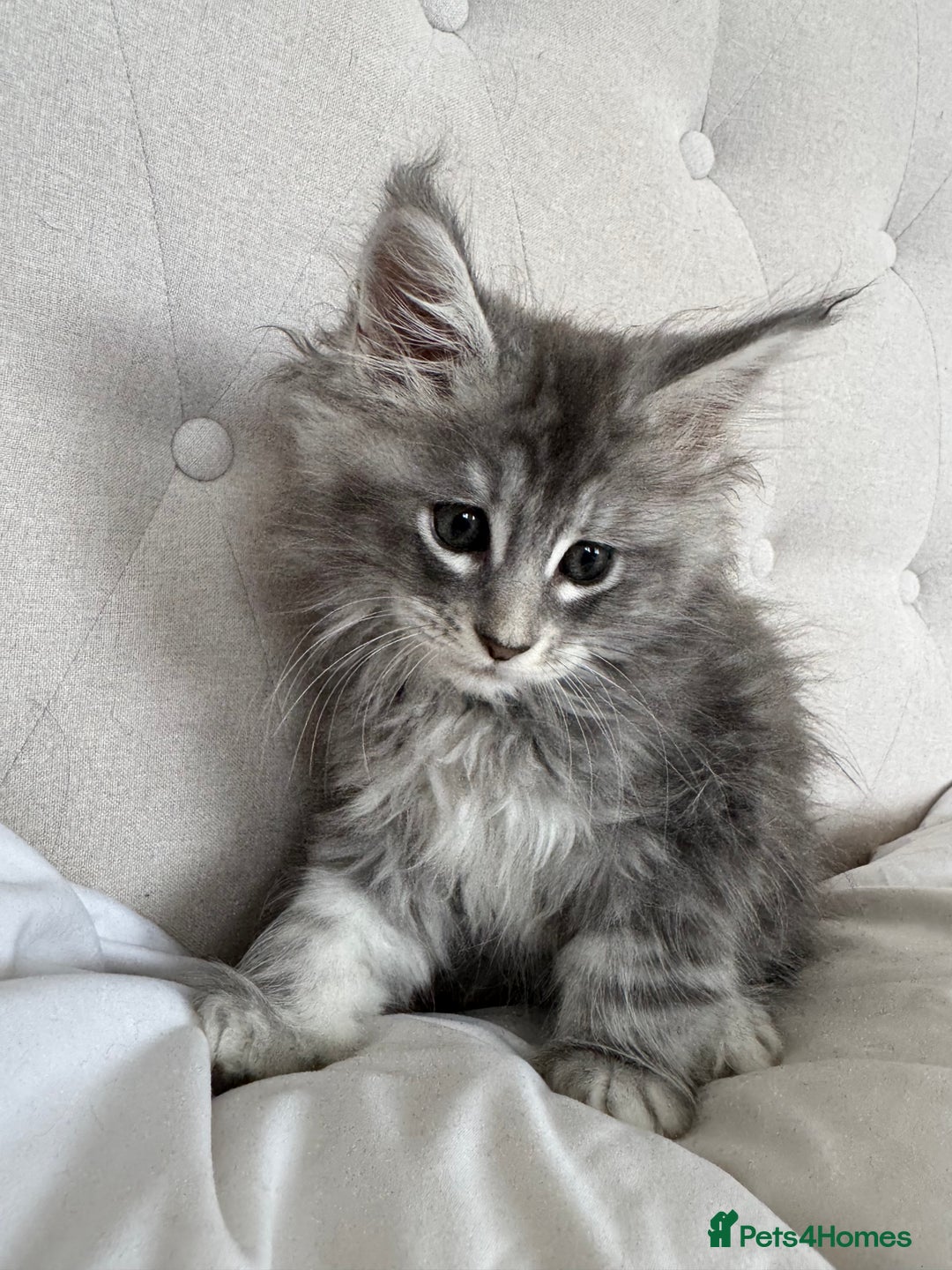 Maine Coon cats for sale: 4 big pure gorgeous Mainecoon boys  - Image 5
