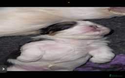 Shih Tzu dogs for sale: LAST BOY LEFT Imperial shih tzu dobies - Image 17