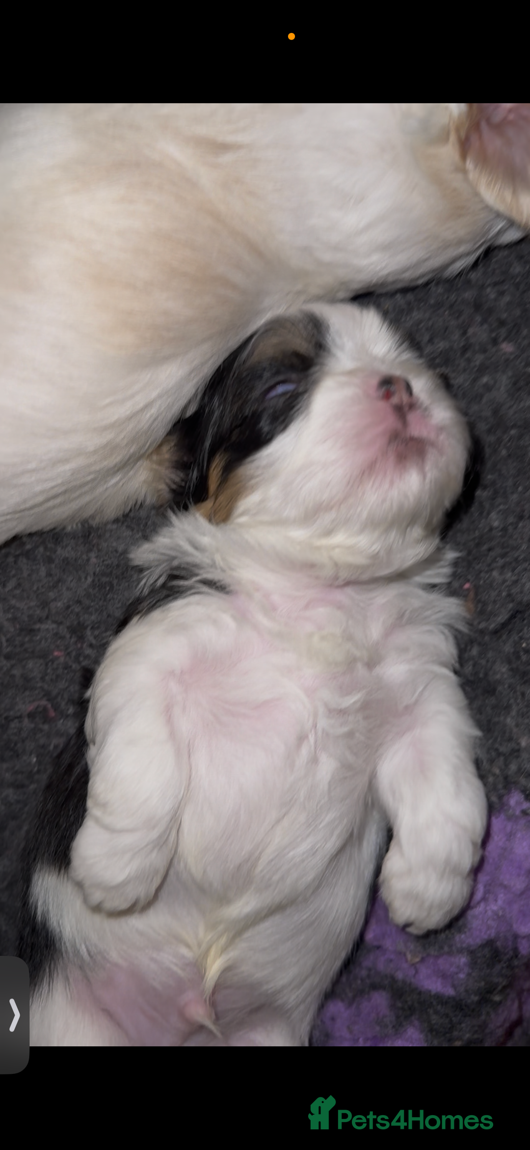 Shih Tzu dogs for sale: LAST BOY LEFT Imperial shih tzu dobies - Image 17