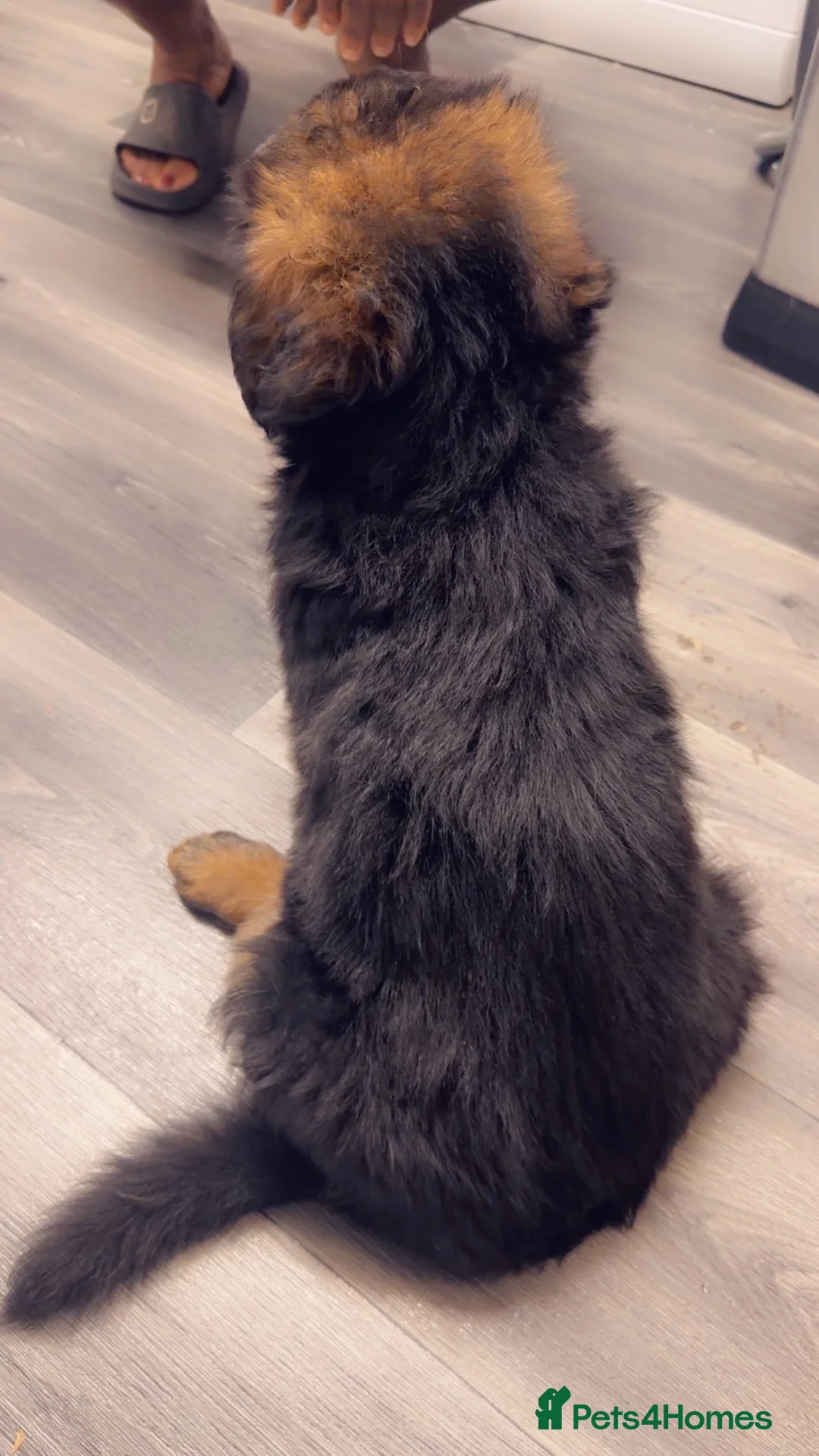 German Shepherd dogs for sale: German Shepard puppies for sales  - Advert 2