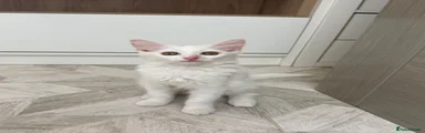 Turkish Angora 1