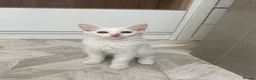 Turkish Angora cats for sale: Beautiful 2 Turkish Angora kittens - Advert 3