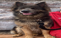 Mixed Breed dogs for sale: Goldendoodle x Blue Sable German Shepard puppies - Advert 7