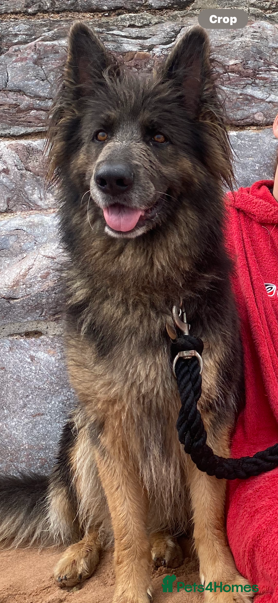 Mixed Breed dogs for sale: Goldendoodle x Blue Sable German Shepard puppies - Advert 7