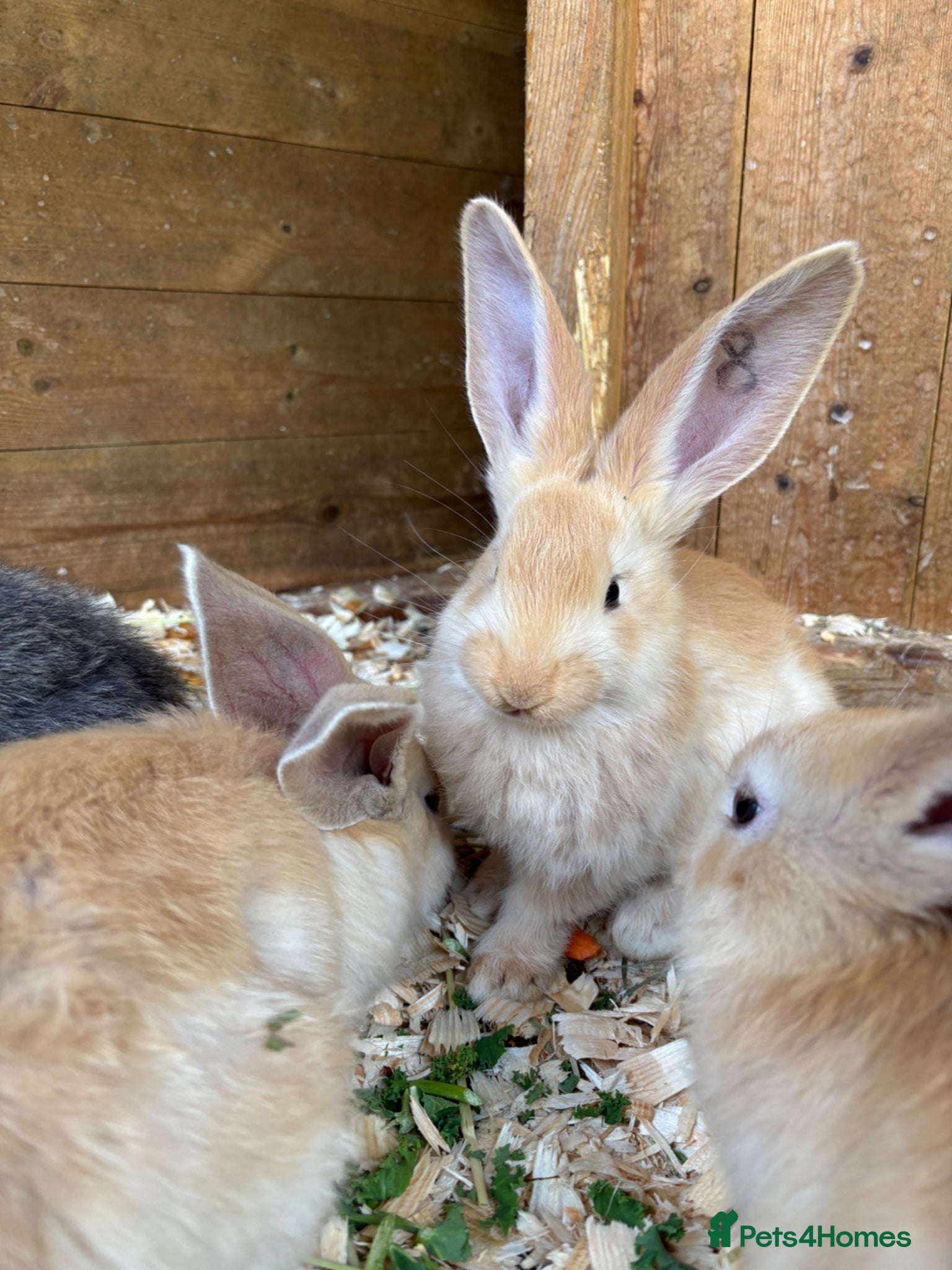Continental Giant rabbits Stunning Continental Giant Rabbit Kits - Advert 2