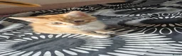 Mixed Breed cats for sale: Savannah × Maine Coon Mix Kittens  🐱❤️ - Advert 8