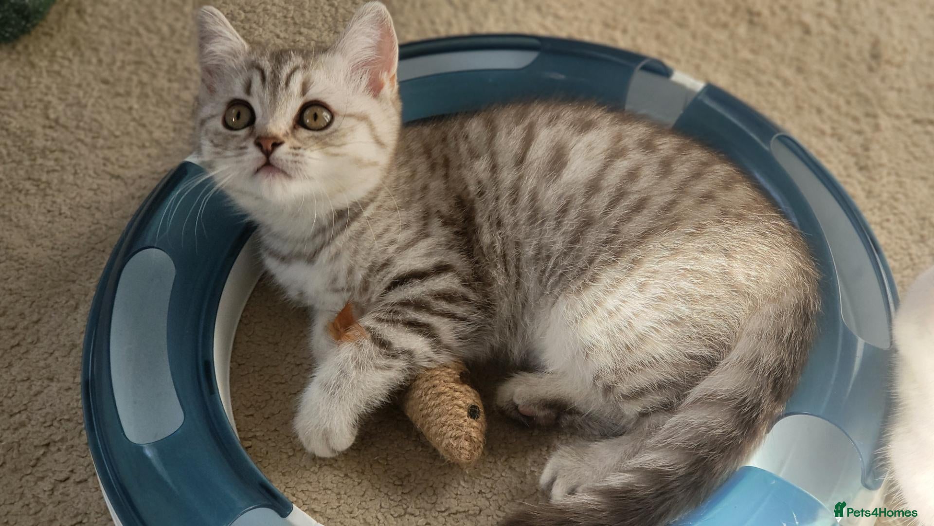 Scottish Fold cats for sale: Adorable Scottish strsight kittens - Advert 1
