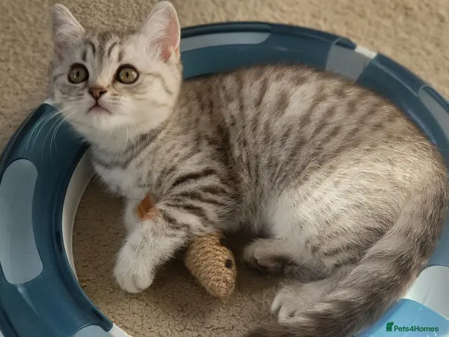 Scottish Fold cats for sale: Adorable Scottish strsight kittens - Advert 1