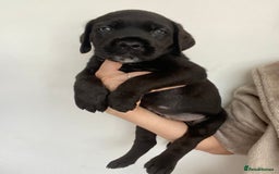 Cane Corso dogs for sale: 🐾 Beautiful Cane Corso Puppies – Ready Soon! 🐾 - Image 5