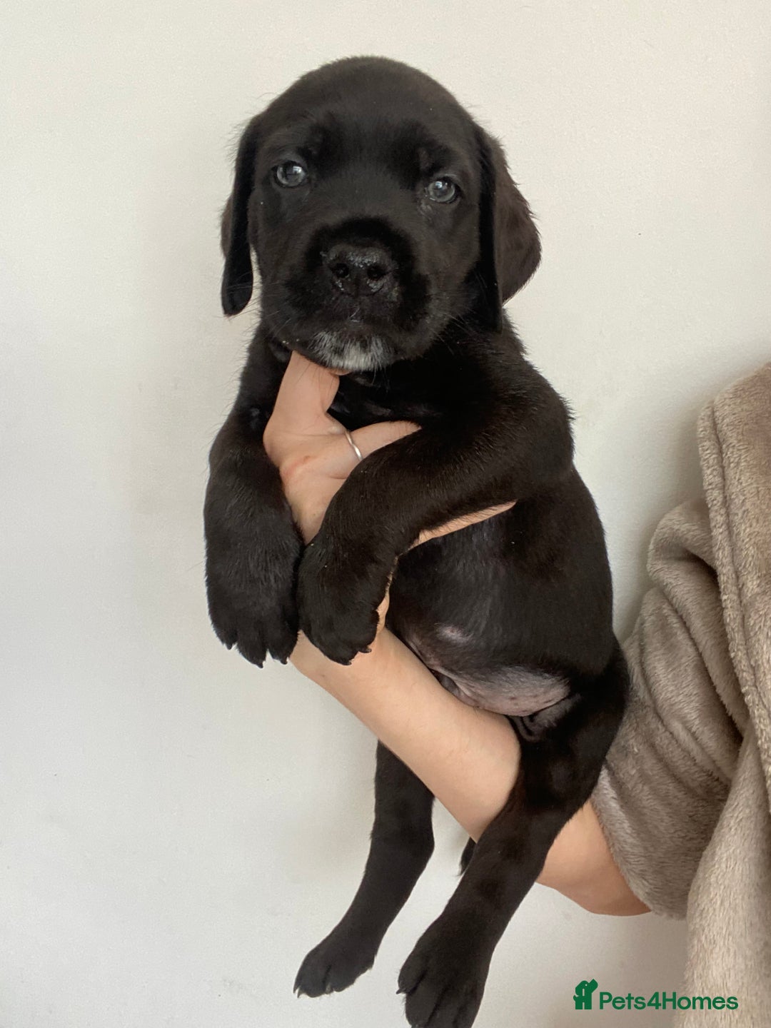 Cane Corso dogs for sale: 🐾 Beautiful Cane Corso Puppies – Ready Soon! 🐾 - Image 5