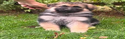 German Shepherd dogs for sale: Pedigree German shepherd puppies  in Ashford - Advert 27