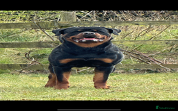 Rottweiler dogs for sale: Jett - Male, 1 year old - Image 1