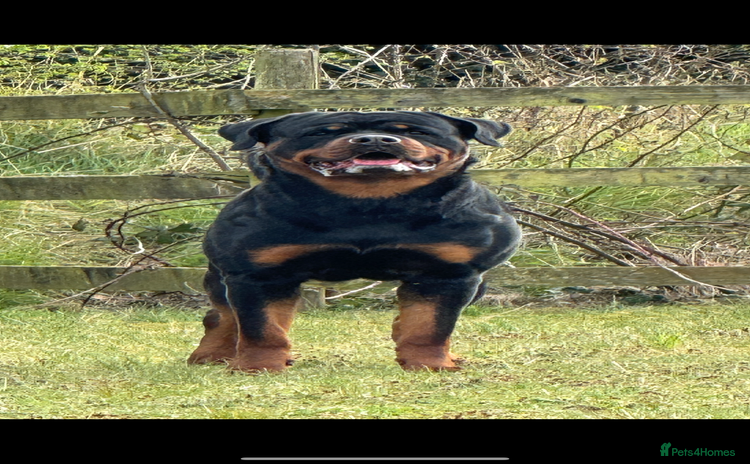 Rottweiler dogs - Advert 1
