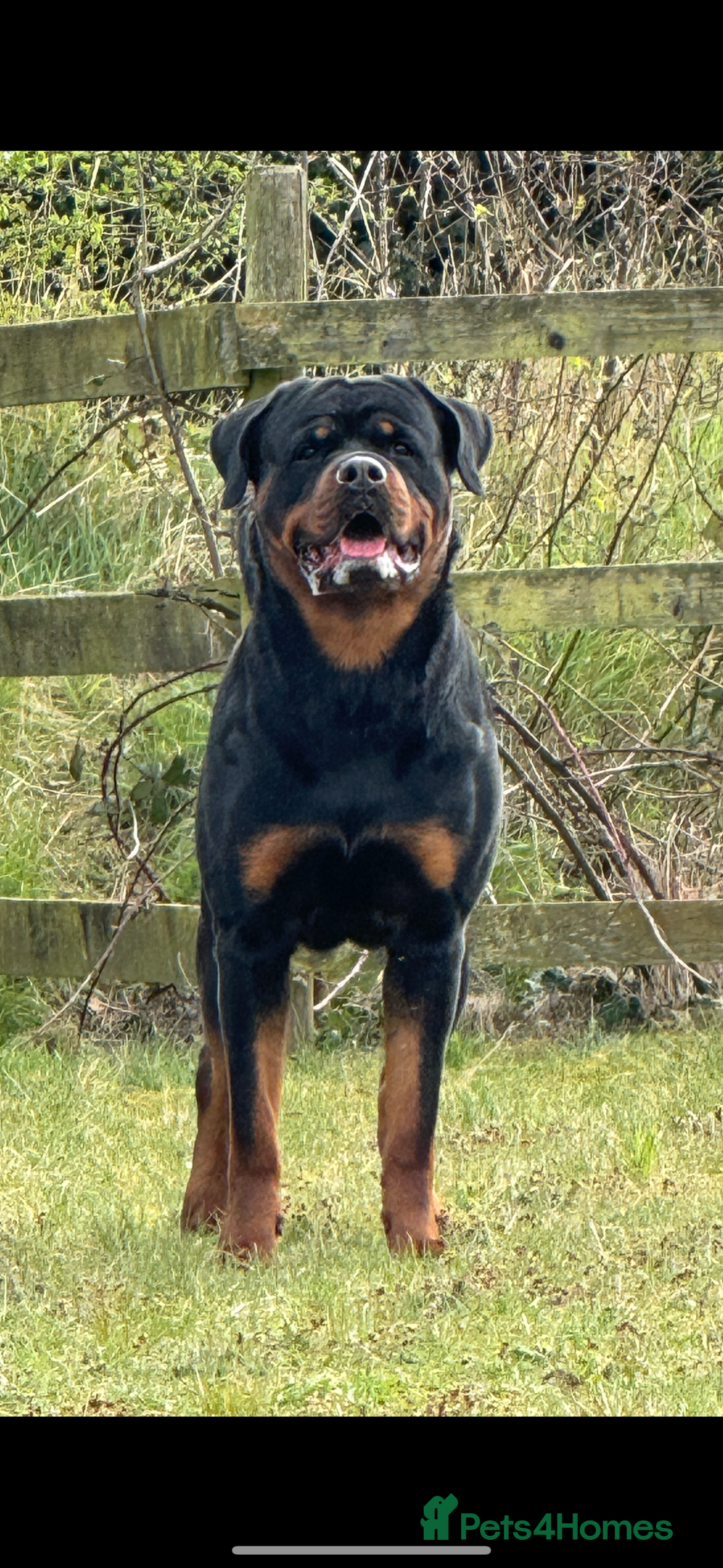 Rottweiler dogs for sale: Jett - Male, 1 year old - Image 1