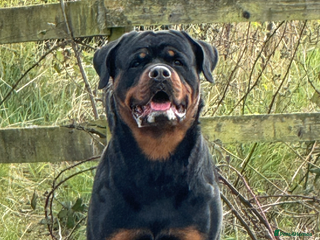 Rottweiler dogs - Advert 17