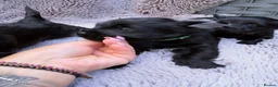 Yorkshire Terrier dogs for sale: Mini Black Yorkshire Terrier Boys  - Advert 7