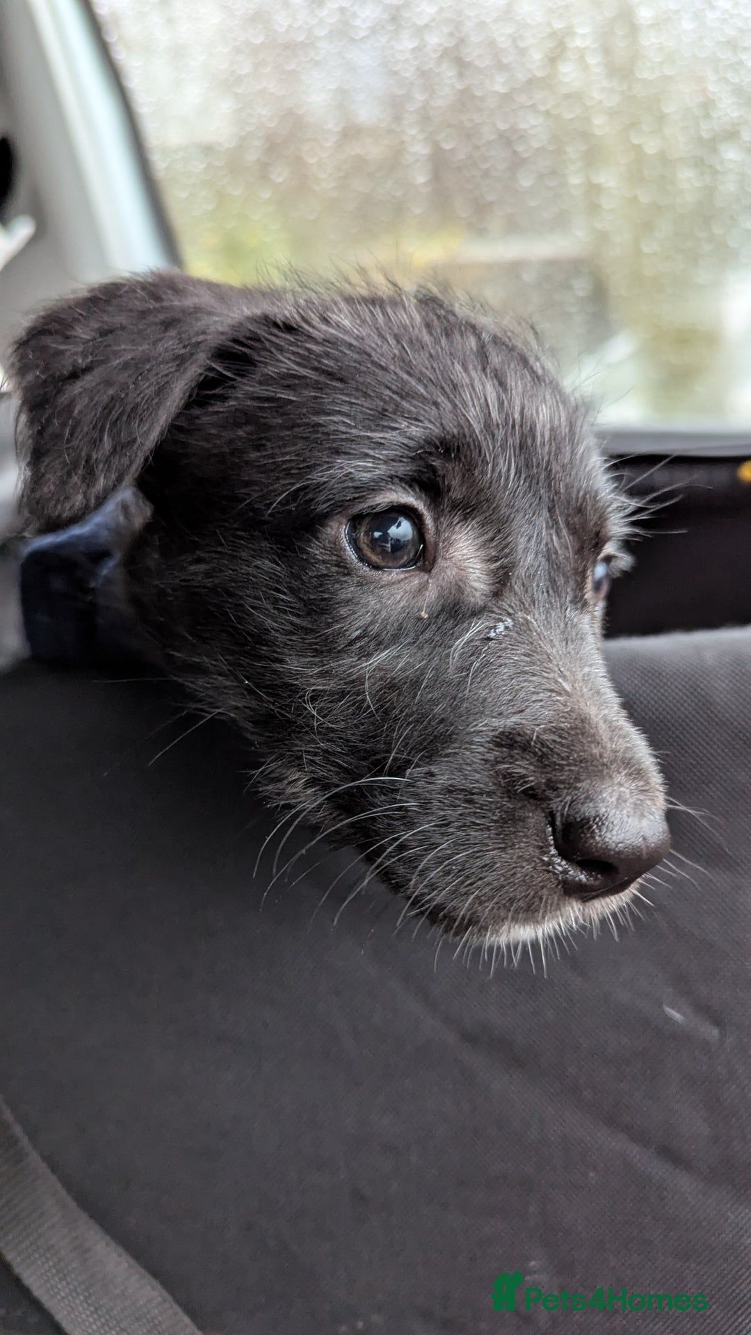 Mixed Breed dogs for sale: Lovely Lurcher puppy for rehome - Advert 7