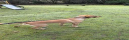Cockerdor dogs for sale: Rehoming our beloved Cockerdor in Norwich - Advert 5
