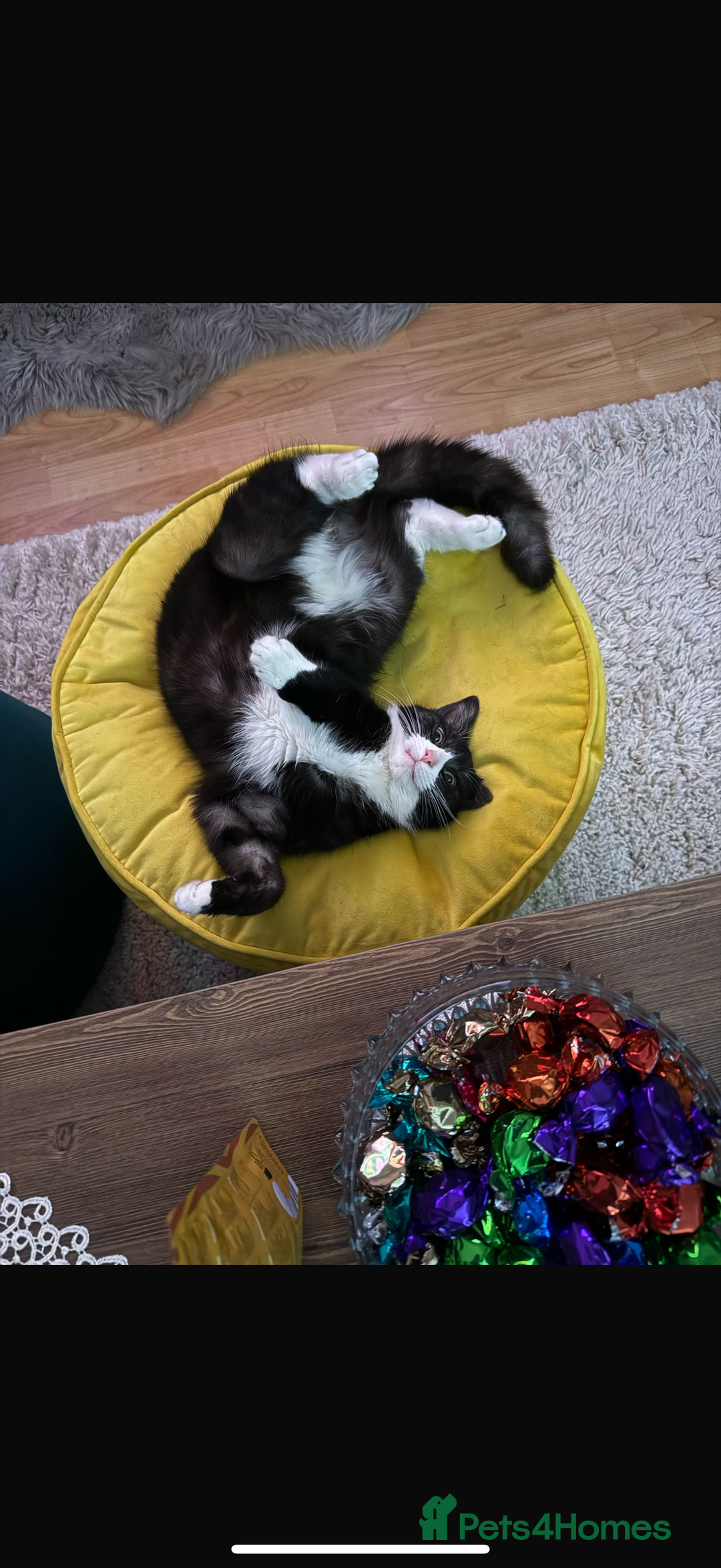 Maine Coon cats for sale: CAT FOR SALE - Advert 2