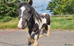 Irish Cob horses for sale: 2yo Cob Gelding to make 14.3hh - Image 3