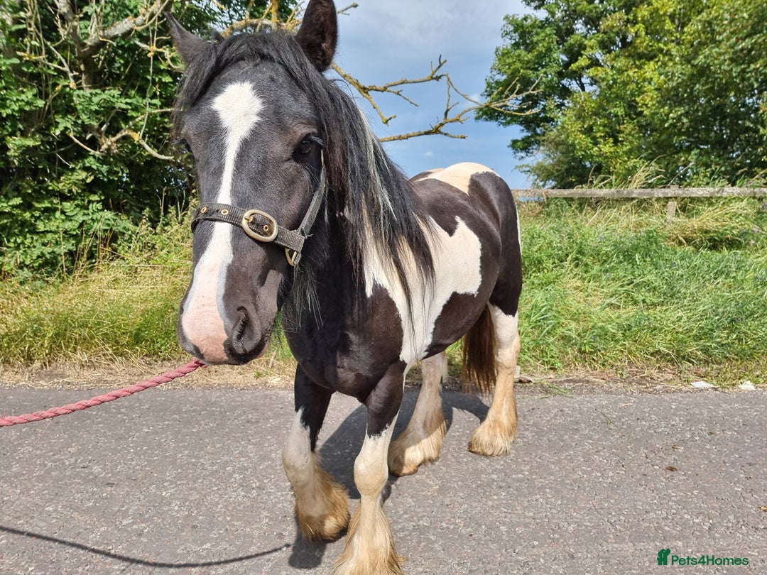 Irish Cob horses for sale: 2yo Cob Gelding to make 14.3hh - Image 3