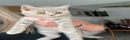British Longhair cats for sale: Pure bred British Shorthair kittens - Advert 11