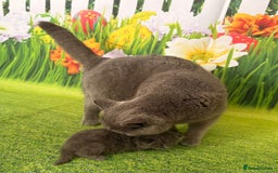 British Shorthair cats for sale: British Shorthair Kittens  - Image 17
