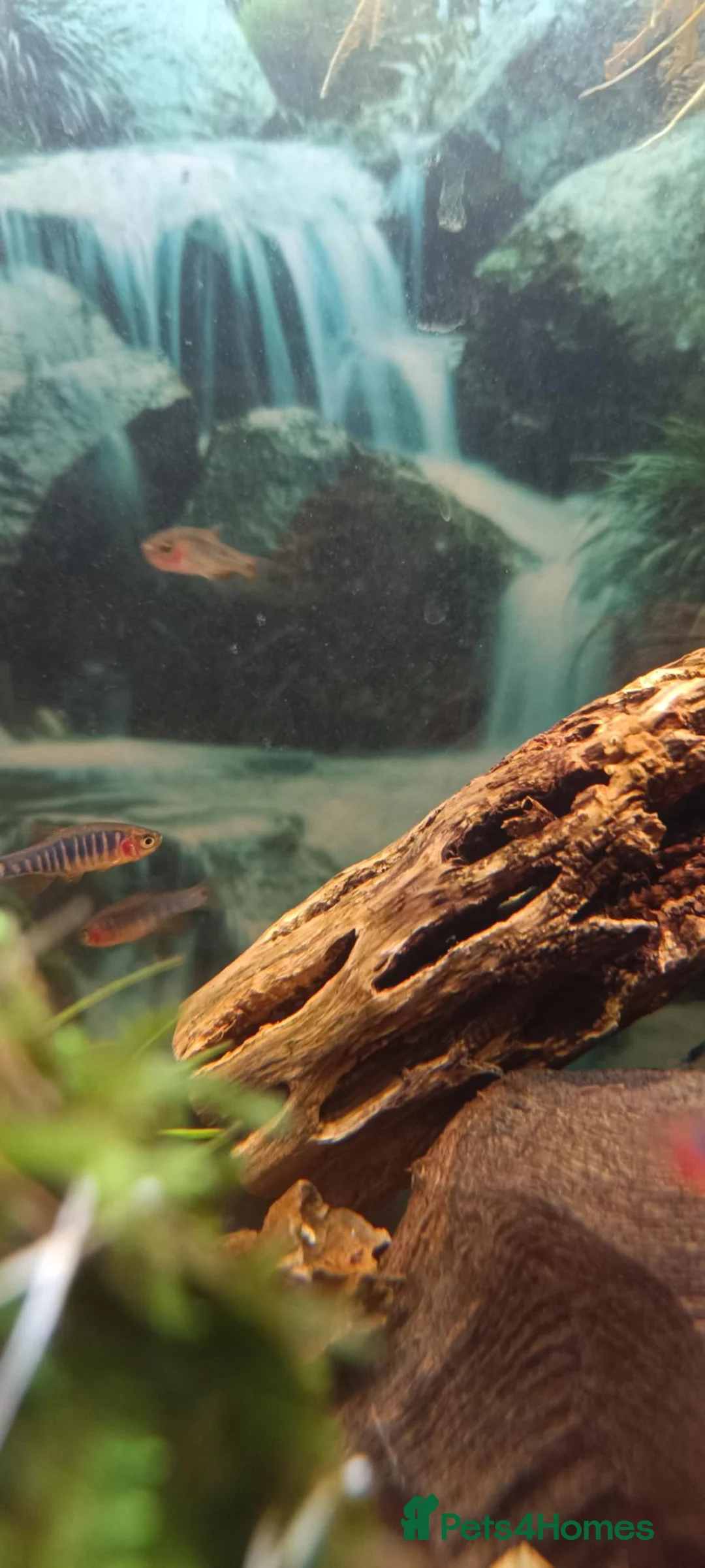Danios fish for sale: 5X Emerald Dwarf Rasbora (Danio Erythromicron) £15 in Perth - Advert 2
