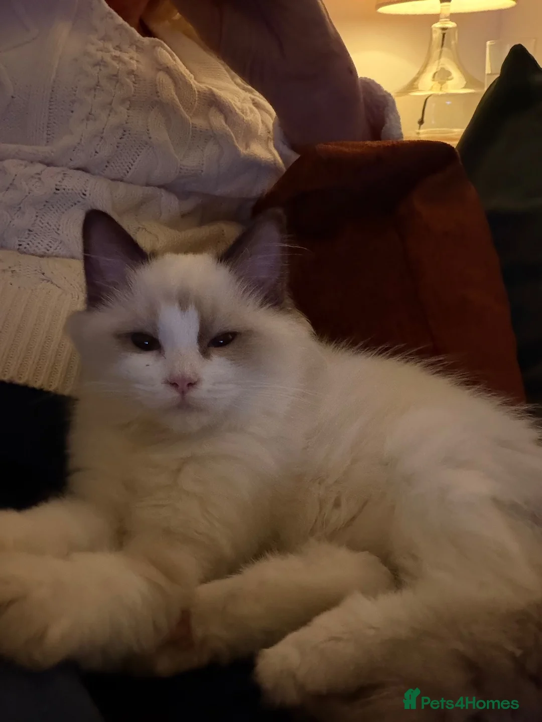 Ragdoll cats for sale: Seal bicolour male TICA registered kitten - Advert 2