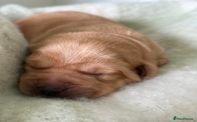 Labrador Retriever dogs - Advert 9