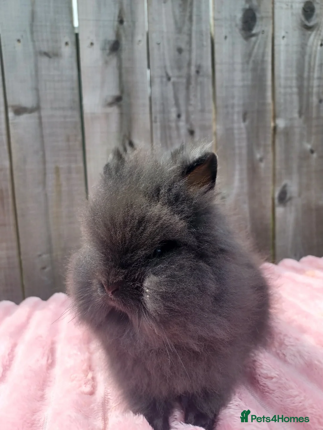 Lionhead rabbits for sale: Lionhead buns - Advert 2