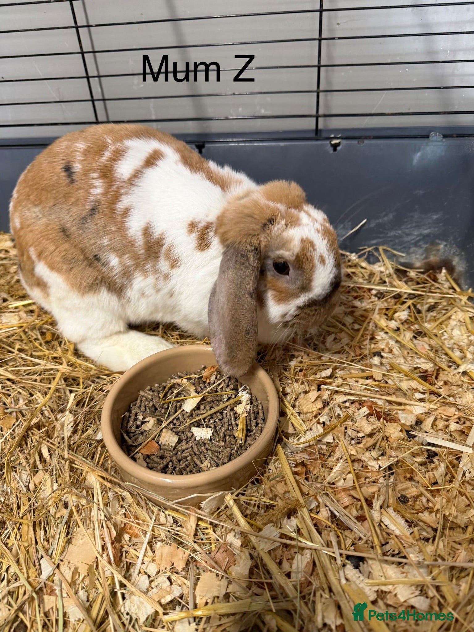 Mini Lop rabbits Beautiful mini lop bunnies  - Advert 1