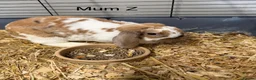 Mini Lop rabbits for sale: Beautiful mini lop bunnies  - Advert 1