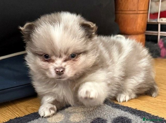 Pomeranian dogs Only UK Pomeranian Pups All 263 DNA tests clear  - Advert 2