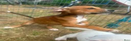 Staffordshire Bull Terrier dogs for sale: Staffordshire in Leicester - Advert 4