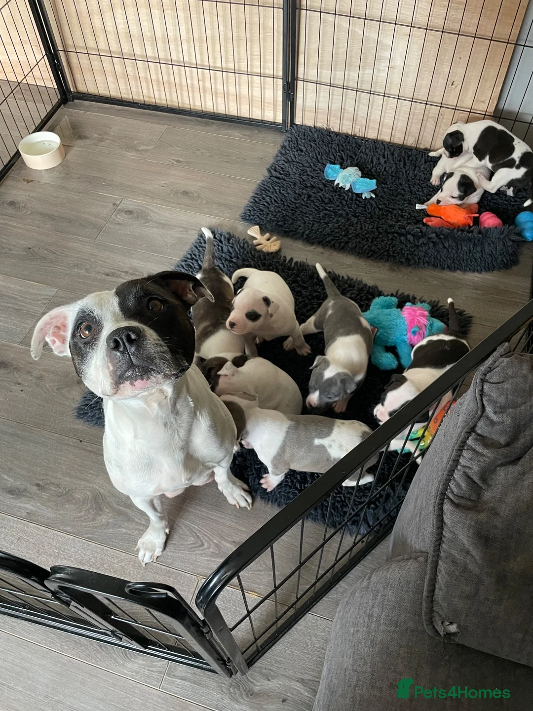 Staffordshire Bull Terrier dogs for sale: Lovely staff pups  - Advert 1