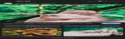 Corn Snake reptiles for sale: Corn snake  - Advert 1