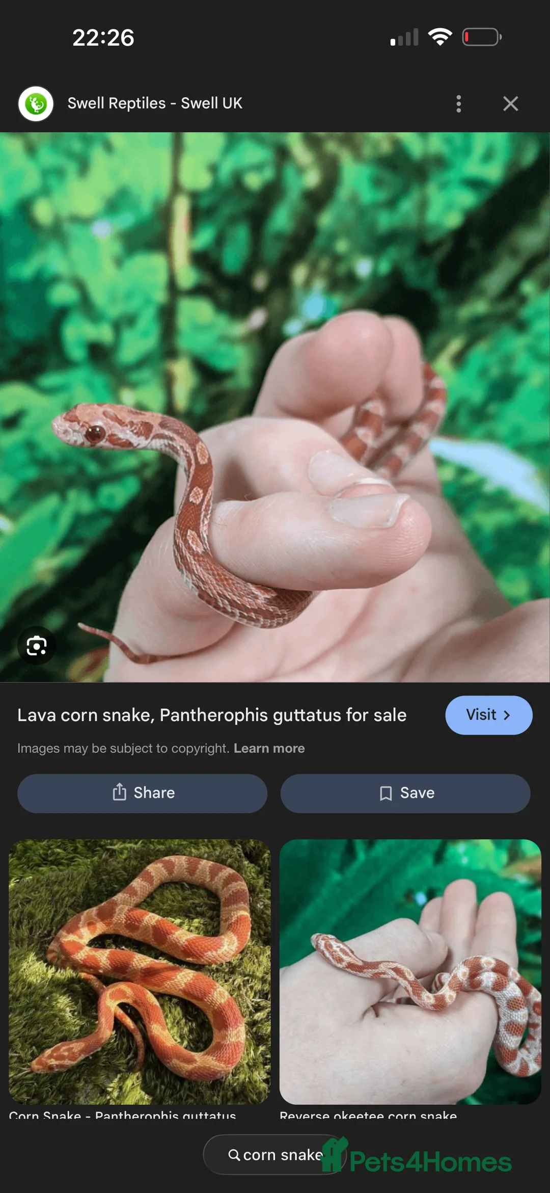 Corn Snake reptiles for sale: Corn snake  - Advert 1