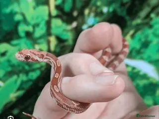 Corn Snake reptiles Corn snake - Advert 11