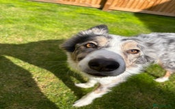 Border Collie dogs for sale: Male Blue Merle Border Collie.  - Image 8