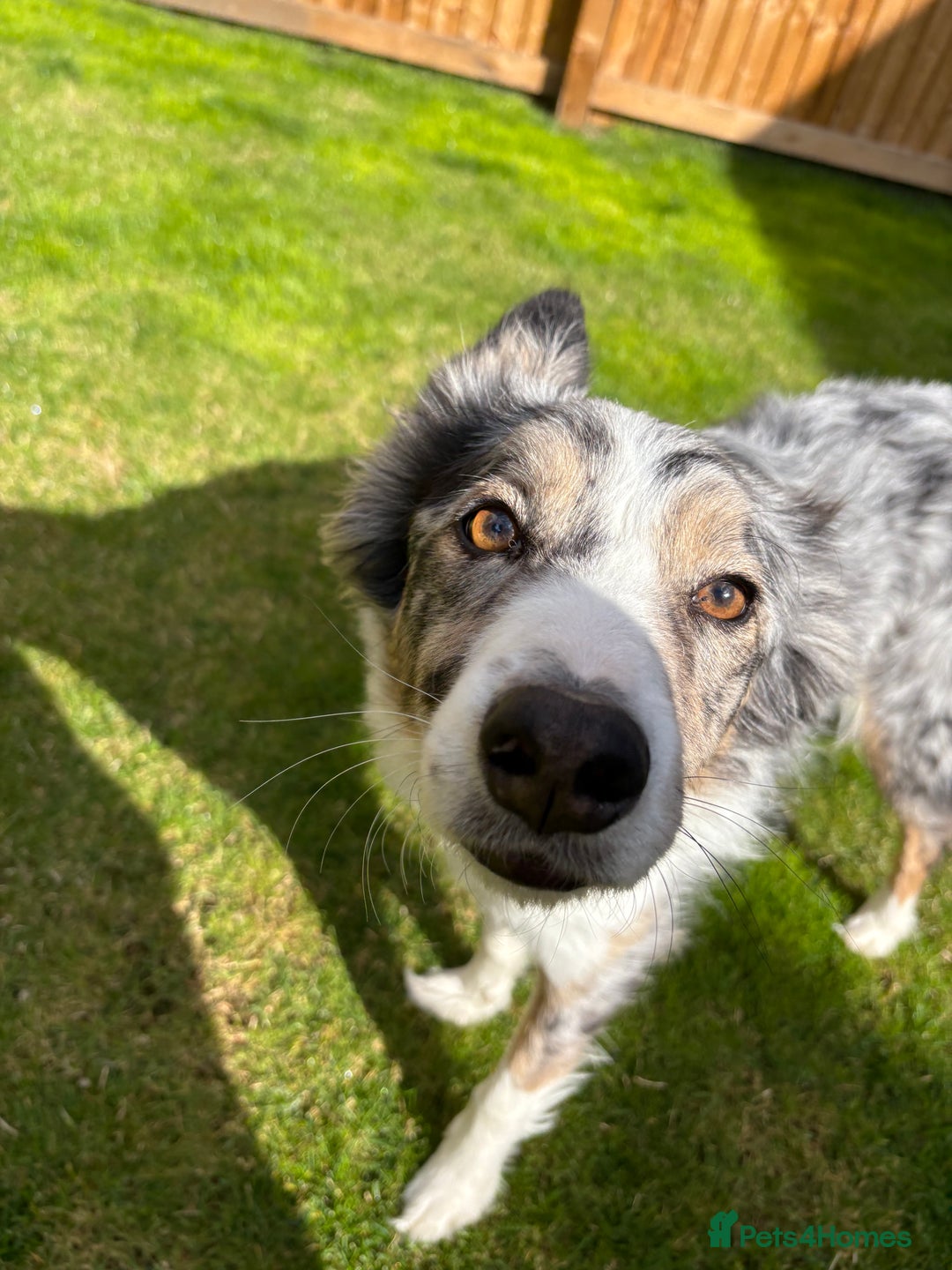 Border Collie dogs for sale: Male Blue Merle Border Collie.  - Image 8