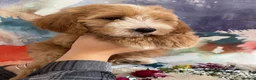 Goldendoodle dogs for sale: Stunning Multigenerational Goldendoodle Licensed - Advert 9