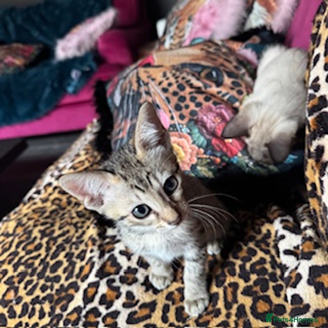 Oriental cats for sale: One Oriental Boy Left Looking for his forever home - Image 12