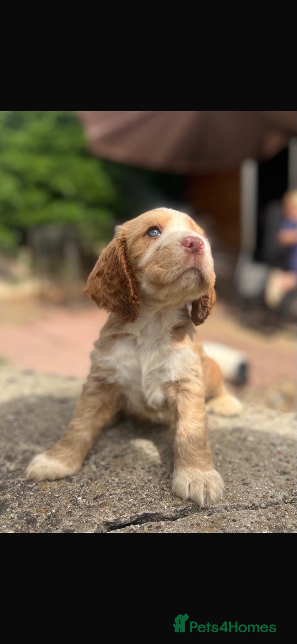 Cocker Spaniel dogs BEAUTIFUL SHOW COCKER SPANIELS - Advert 12