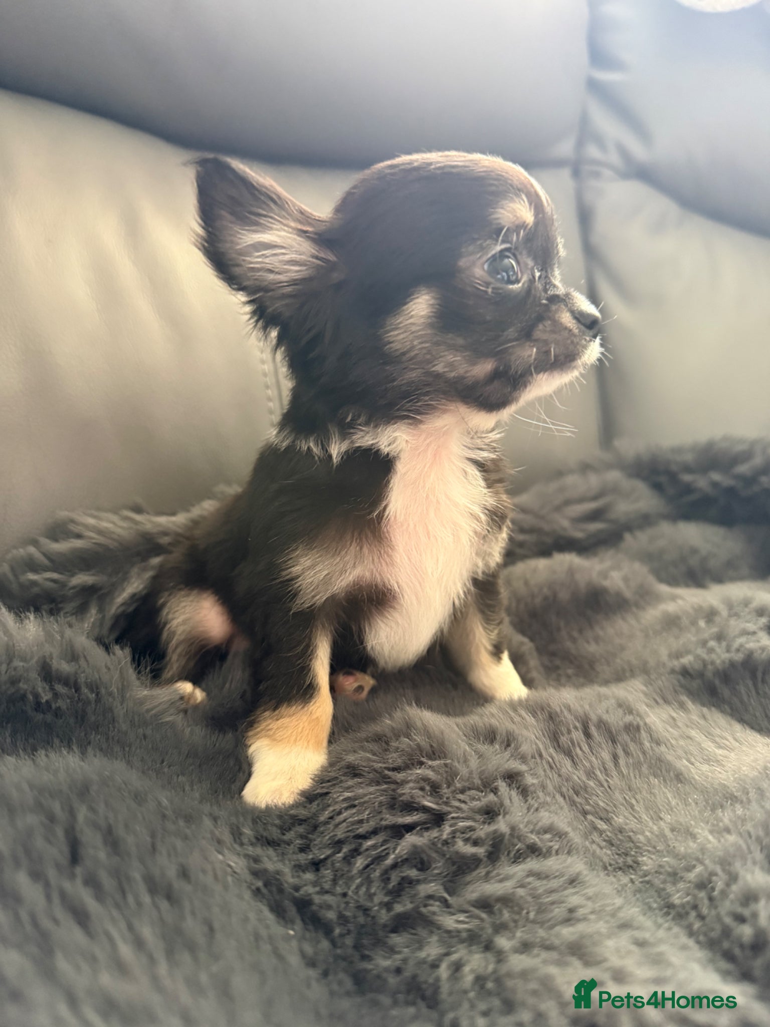 Chihuahua dogs L/C chihuahua babies READY NOW - TWO BOYS LEFT - Advert 1