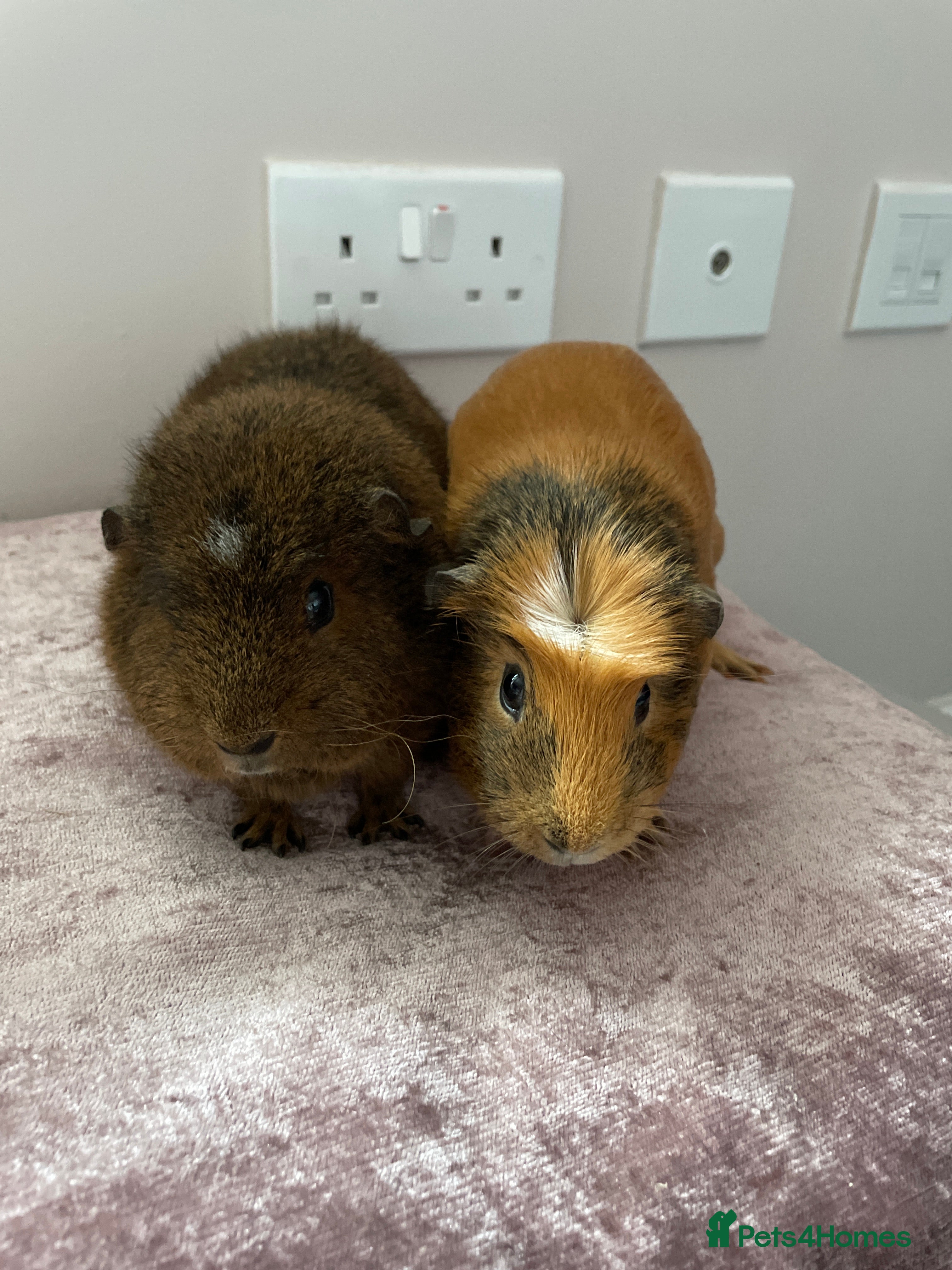 Guinea Pig rodents Female guinea pig  in Stonehouse - Advert 6