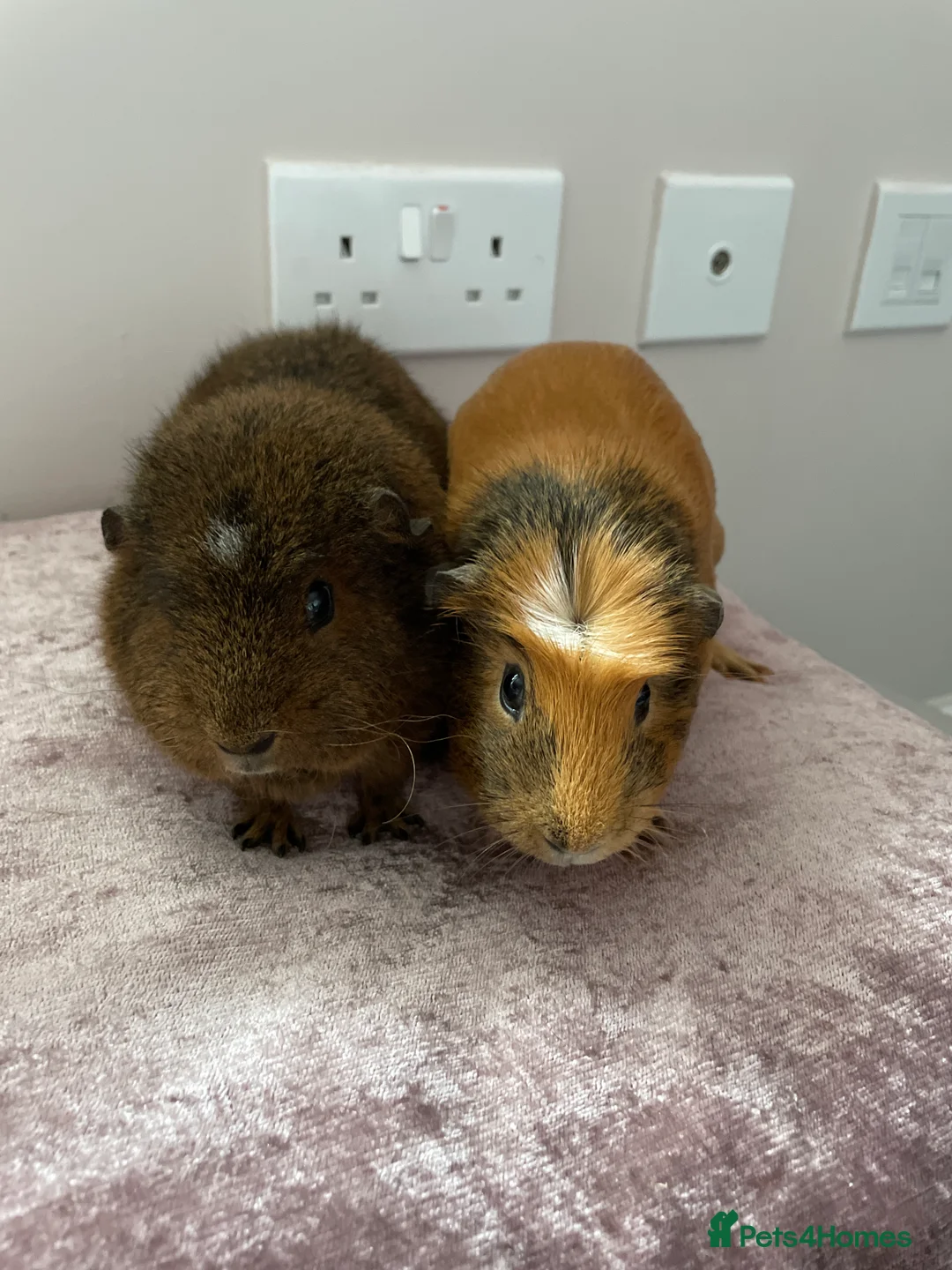 Guinea Pig rodents for sale: Female guinea pig  in Stonehouse - Advert 1